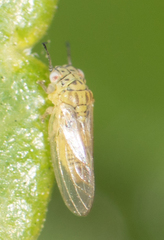 Blastopsylla occidentalis