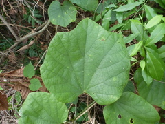 Chasmanthera dependens