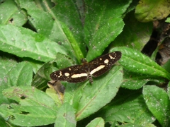 Castilia angusta