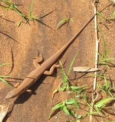 Latastia longicaudata