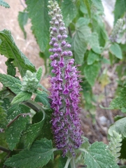 Teucrium hircanicum