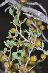 Leptospermum coriaceum