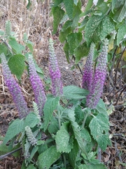 Teucrium hircanicum