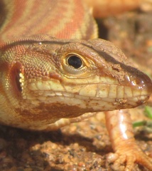 Latastia longicaudata