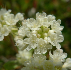 Oligogonum