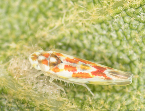 Zyginama erosa