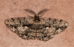 Hypomecis externaria