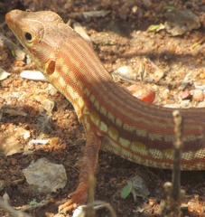 Latastia longicaudata