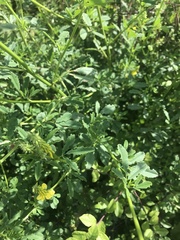 Melilotus officinalis