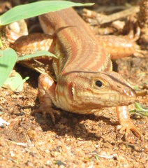 Latastia longicaudata