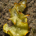 Elysia marginata - Photo (c) Steve Childs, algunos derechos reservados (CC BY)