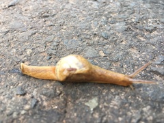 Helicarionoidea