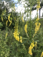 Melilotus officinalis