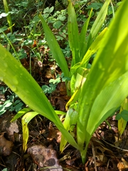 Colchicum umbrosum