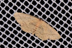 Scopula hypochra