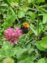 Bombus hypnorum