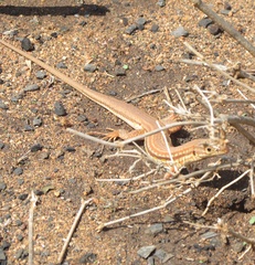 Latastia longicaudata