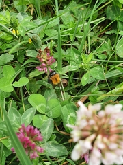 Bombus hypnorum