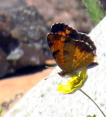 Phyciodes tharos image
