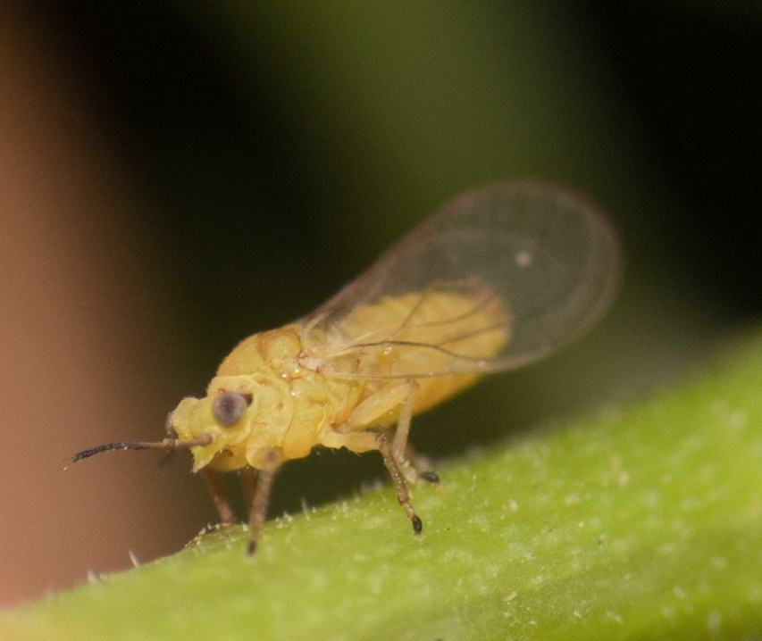 Pepper tree psyllid
