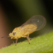 Peppertree Psyllid - Photo no rights reserved, uploaded by Jesse Rorabaugh