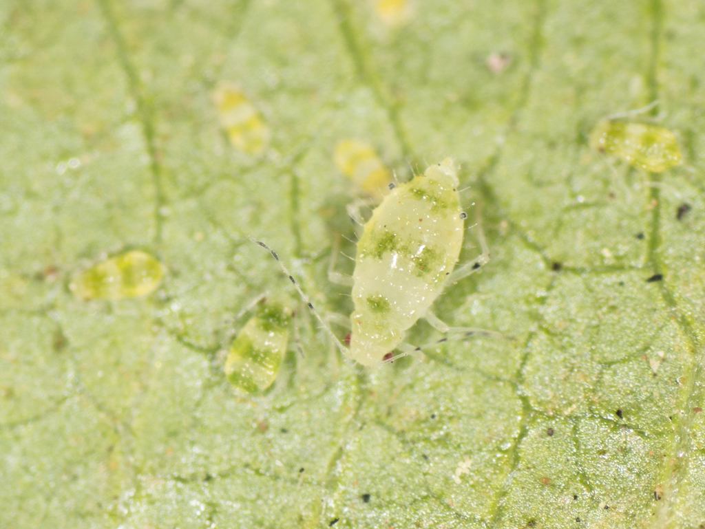 Aphid