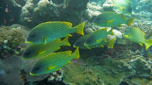 Blackspotted rubberlip (Plectorhinchus gaterinus) — Haemulidae — 3