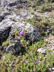 Campanula sibirica taurica
