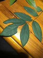 Derris involuta