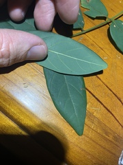 Derris involuta