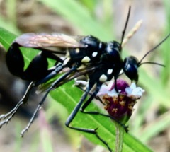 Eremnophila aureonotata