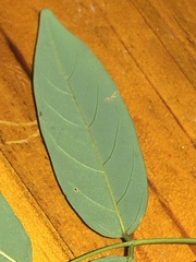 Derris involuta