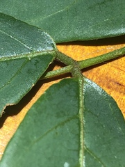 Derris involuta