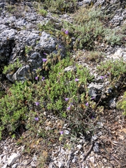 Campanula sibirica taurica