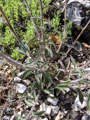Campanula sibirica taurica