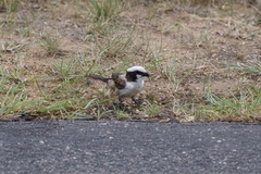 Eurocephalus anguitimens