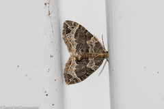 Ecliptopera silaceata