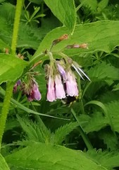 Symphytum officinale