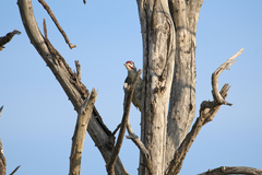 Campethera bennettii