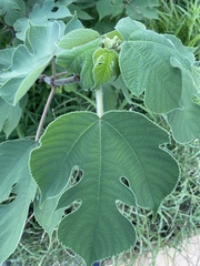 Broussonetia papyrifera