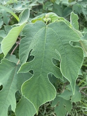 Broussonetia papyrifera