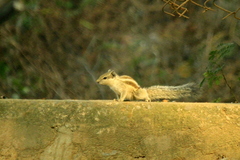 Funambulus pennantii