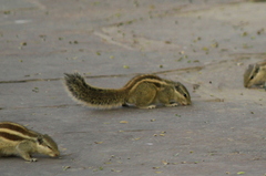 Funambulus pennantii