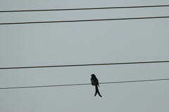 Dicrurus macrocercus