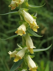 Digitalis micrantha