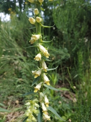 Digitalis micrantha