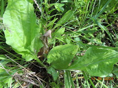Plantago