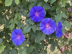 Ipomoea indica