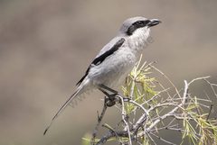 Great Grey Shrike photo 5