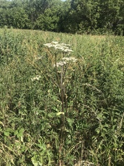 Heracleum sphondylium sphondylium